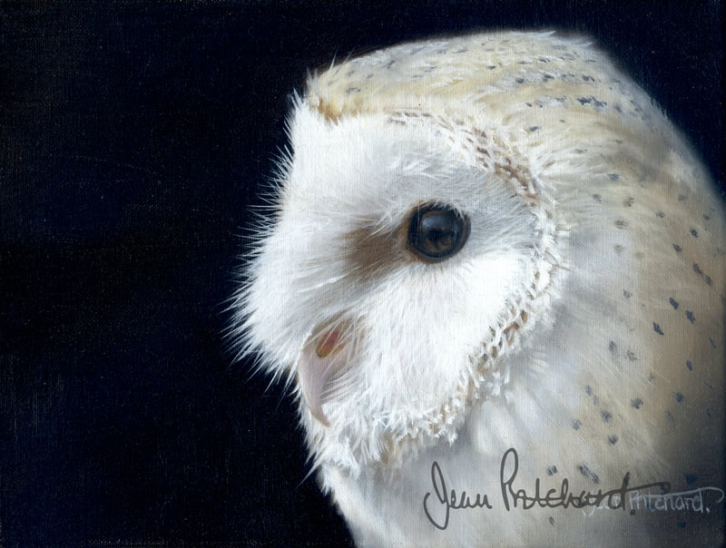 Barn Owl, Jean Pritchard, 