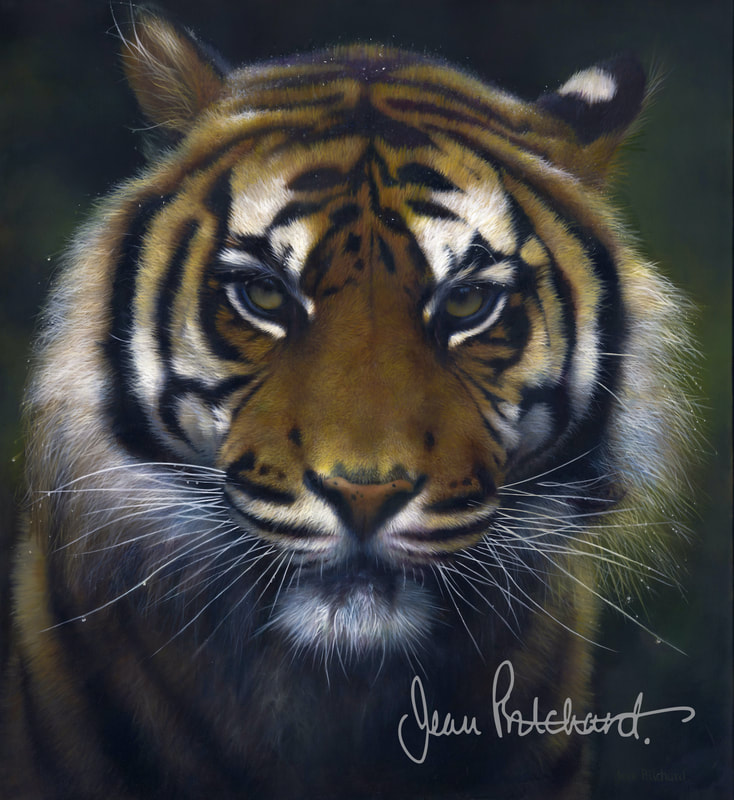 tiger art, tigers, wildlife art, jean pritchard 
