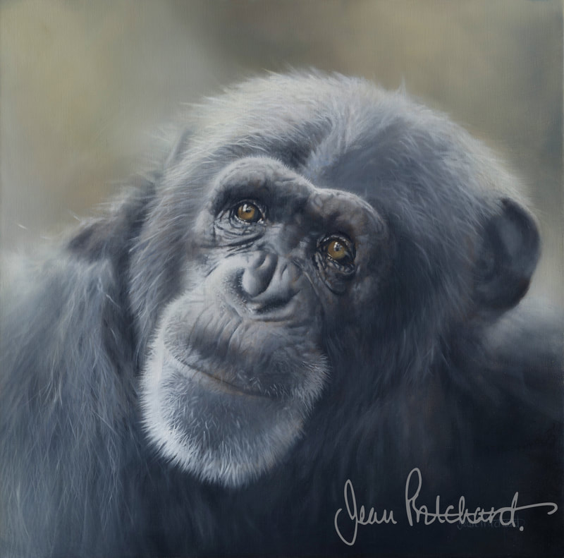jean pritchard, chimps, wildlife artist