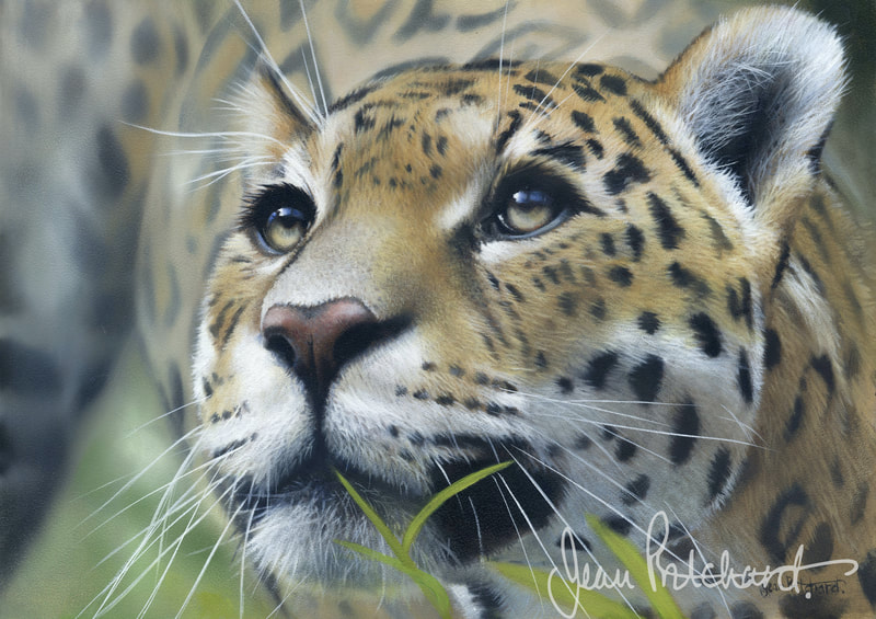 jaguar, wildlife art, jean pritchard 