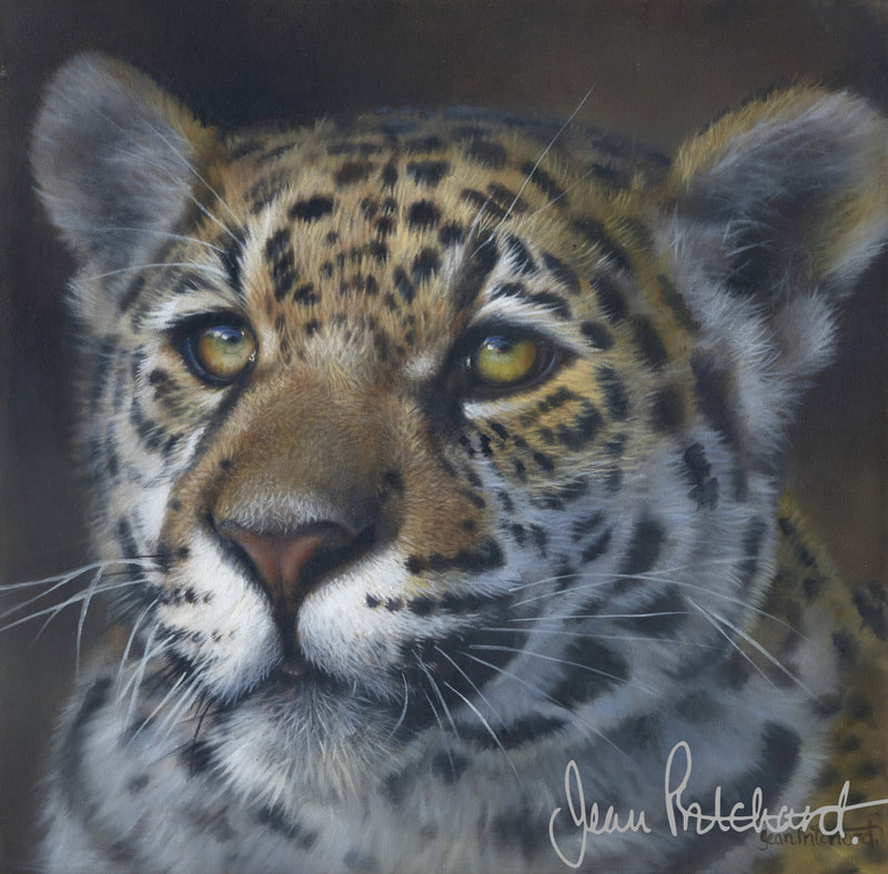 wildlife art, jaguar, oil art, jean pritchard 