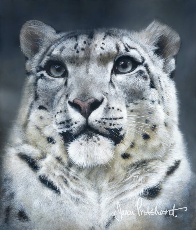 jean pritchard, snow leopard