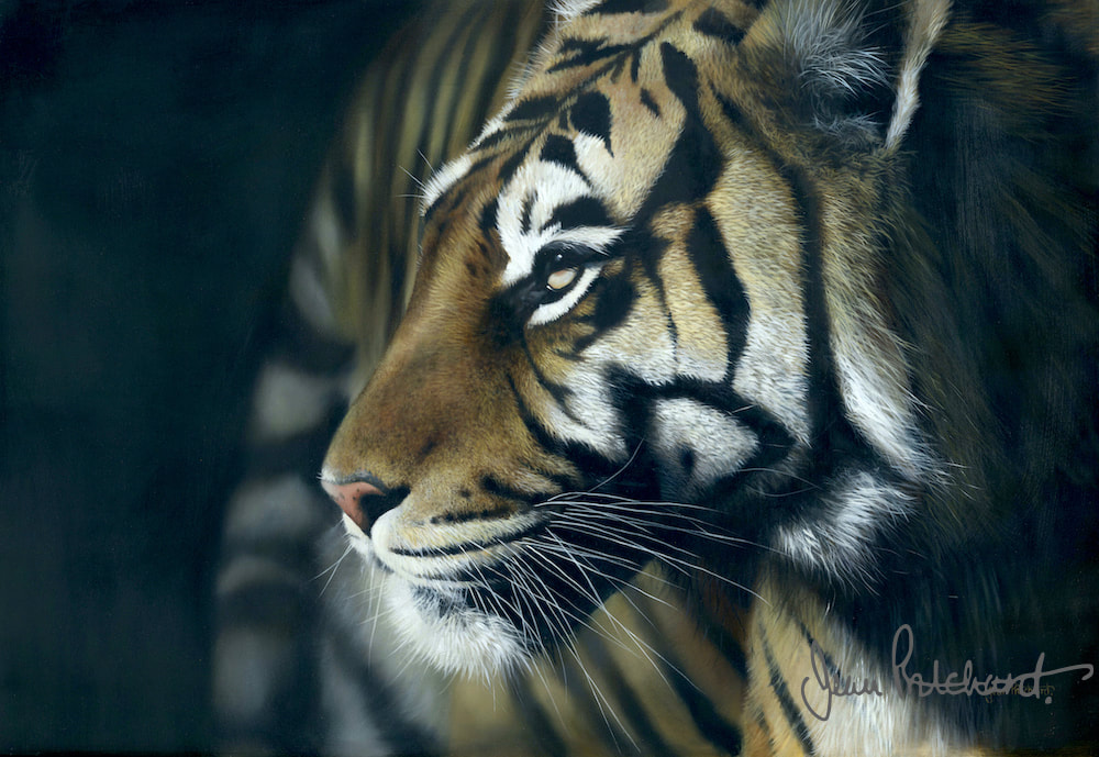 tiger, big cats, jean pritchard 