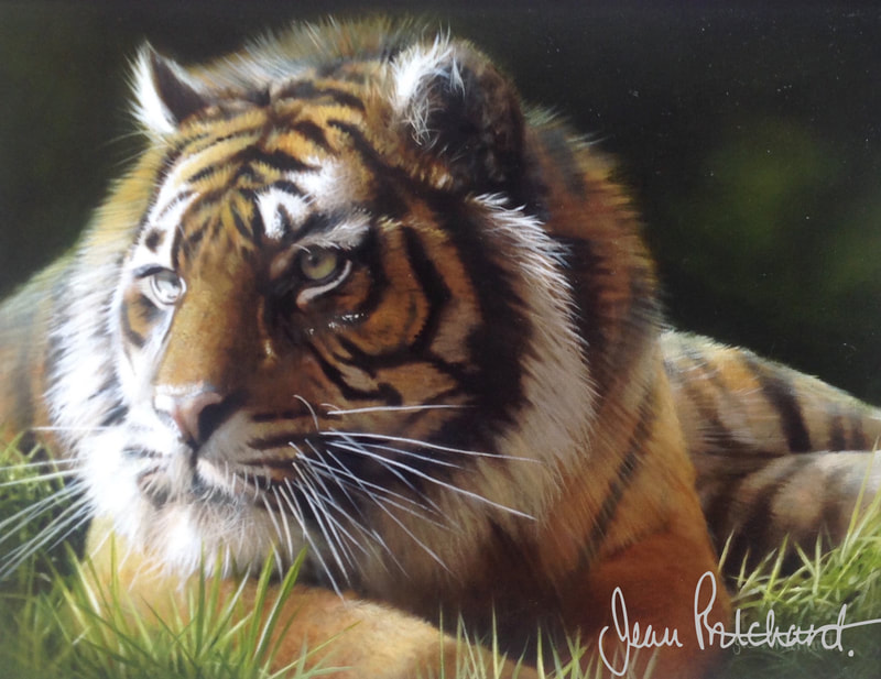 Tiger
Oil on fine canvas SOLD