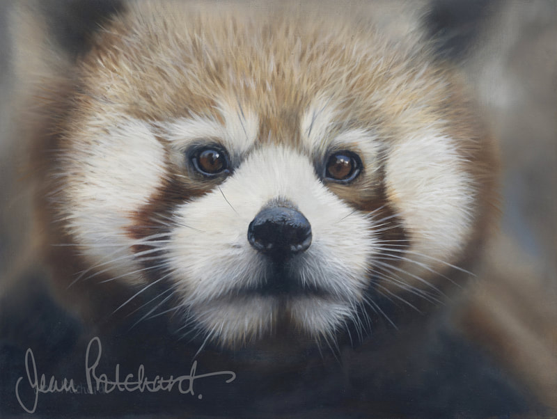 jean pritchard, red panda, wildlife artist 