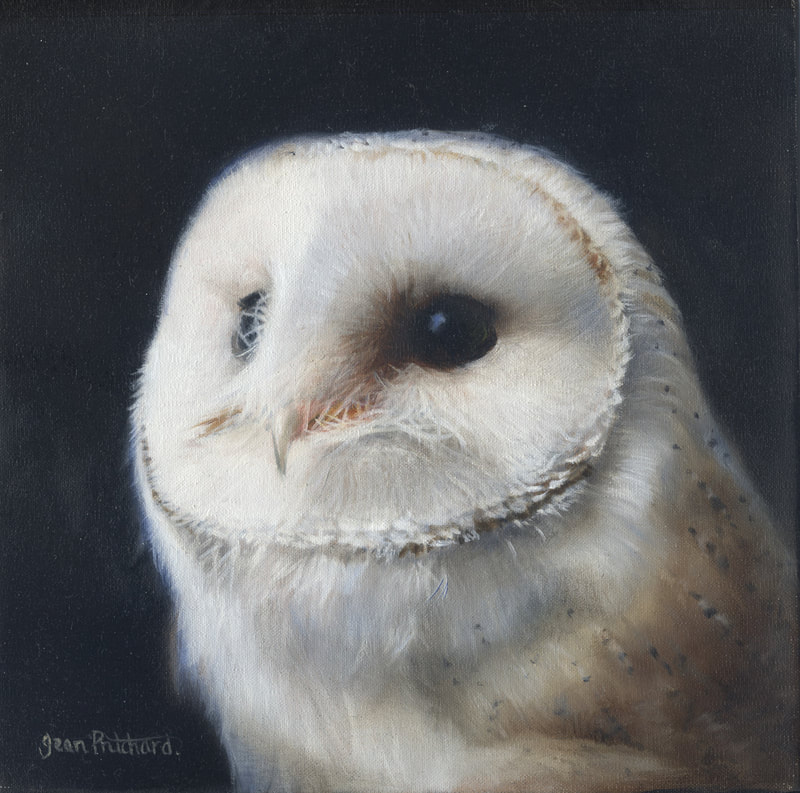 barn owl, oil painting, wildlife in oils, jean pritchard 