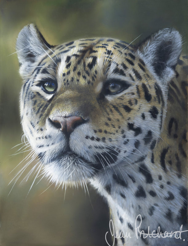 jeanpritchard, wildlife artist , jaguar oil painting