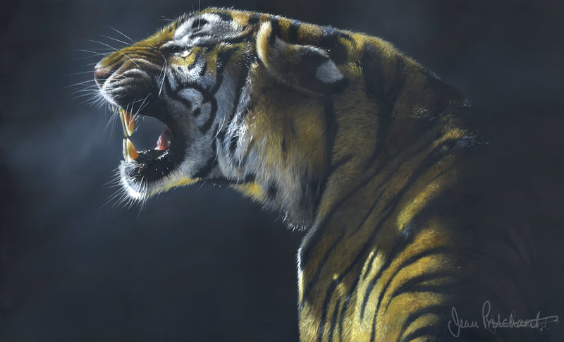 tiger, big cat, wildlife art, jean pritchard 
