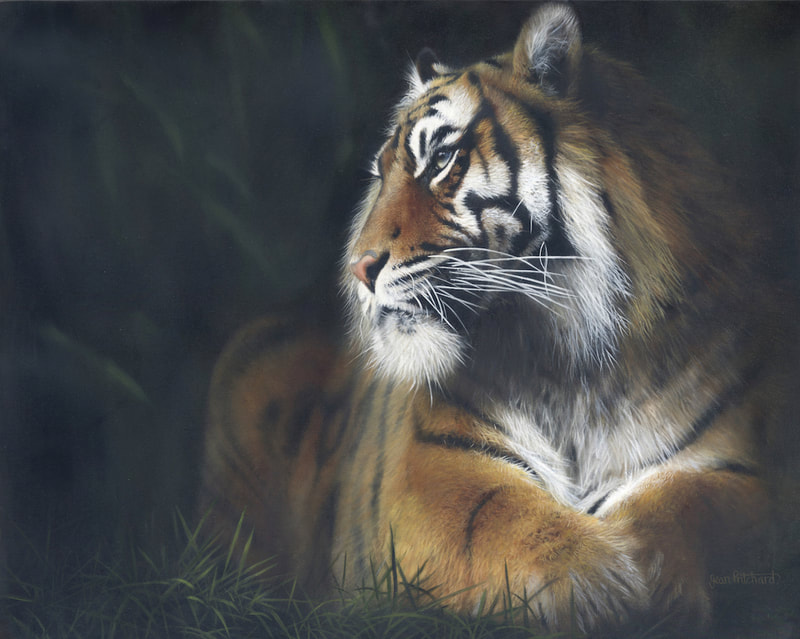 jean pritchard, tiger, big cats, wildlife artist