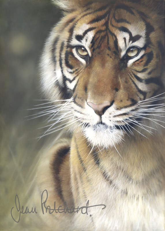 tiger, jean pritchard, wildlife artist 